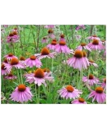 Echinacea root 1 kg POWDER - Buy Online on GoSupps.com