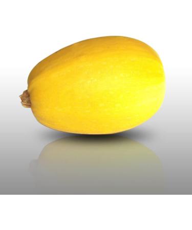 10 Seeds - SPAGHETTI Squash Vegetal - Cucurbita pepo - Buy Online on GoSupps.com