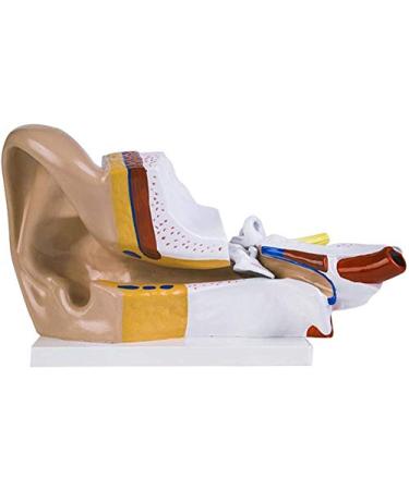 Human Ear Anatomy Model 3X Magnification it is consisting of External Ear Ear Rock Humeral Ear and Labyrinth Inside