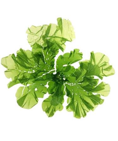 Xiaura Ulva Lactuca Sea Lettuce Flakes Dried Ulva Flakes Sea Lettuce Dried Sea Lettuce 1500g