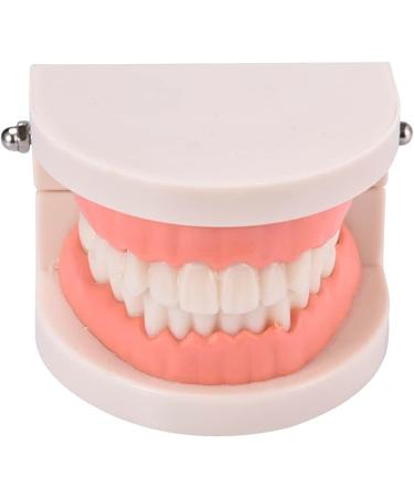 Standard Teeth Model | Tooth Models for Teaching Kids - Important Brushing Teaching Teeth Model Tool and Children Fulenyi - Buy Online on GoSupps.com