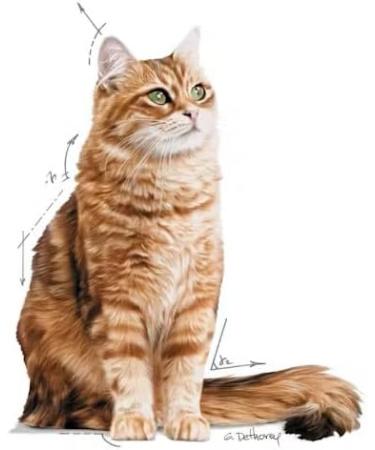 Royal Canin Digestive Care Adult Wet Cat Food in Gravy 48 x 85g Multipack - Buy Online on GoSupps.com