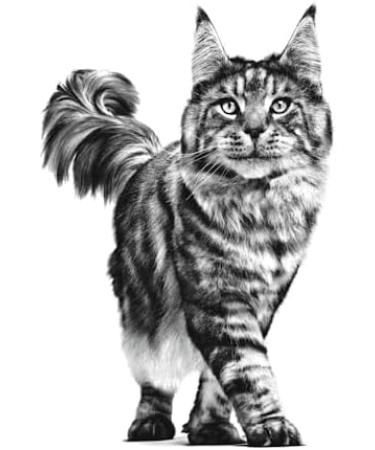 Royal Canin Veterinary Renal Chicken | 12 x 85 g | Complete dietetic food for adult cats | For support in case of - Buy Online on GoSupps.com