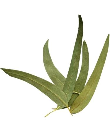 Herbal tea Eucalyptus leaf 100 GRS WHOLE extra Eucalyptus globulus - Buy Online on GoSupps.com