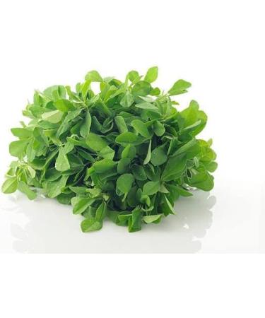 Seelans Fresh Methi Leaf Bunch Double Bunch Methi Indian herb Fresh Leaf Venthaya Keerai Fenugreek leaves Bitter Taste & Strong Aroma Approx 200G - Buy Online on GoSupps.com