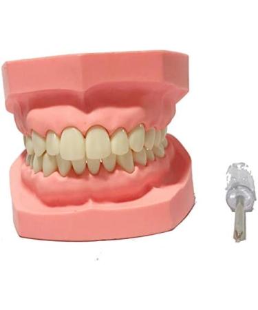 Ernzi Removable Dentures Model - Ideal Typodont for Dental Practice & Study Lessons - Buy Online on GoSupps.com