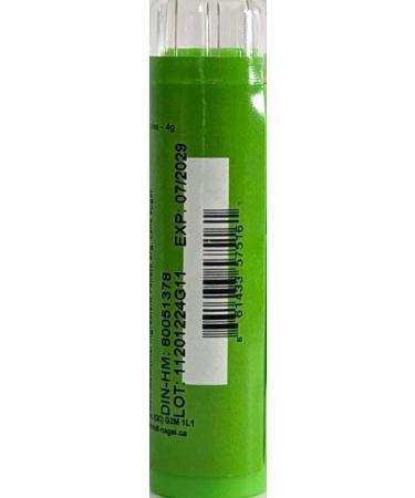 Pseudomonas Aeruginosa 30CH Homeopathy Medicine - Schmidt-Nagel Canada | 90 Pellets & Granules - Buy Internationally - Buy Online on GoSupps.com