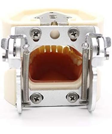 Samnuerly Dental Removable Adult Teeth Model | Dentist Standard Teaching Material & Oral Gum Practice Model - Buy Online on GoSupps.com