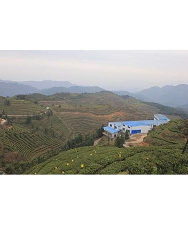 Organic Mao Jian Green Tea (75g Loose Leaf) by Blighty Brew - Buy Online on GoSupps.com