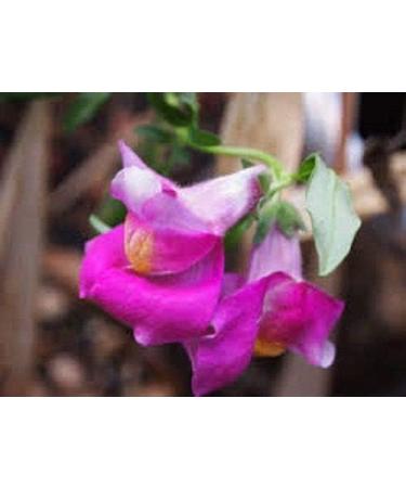 50+ SemiAnnual Snapdragon Lucky Lips Semi di FioriLong AnnualAntirrino - Buy Online on GoSupps.com