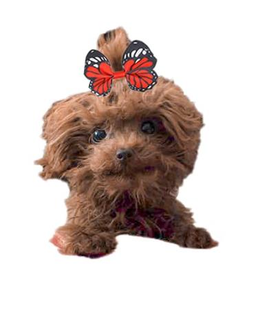 48PCS Multi-colored Dog Bows Hair Clips - Pet Grooming Accessories for Puppy, Rabbit, Cat, and Yorkshire - Buy Online on GoSupps.com