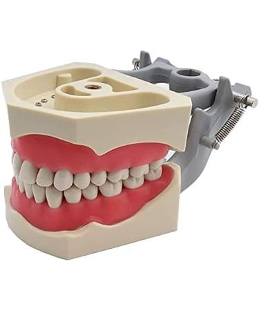 1PC Universal Dental Tooth Teaching Model - Soft Rubber Removable Teeth for Medical Study - Buy Online on GoSupps.com