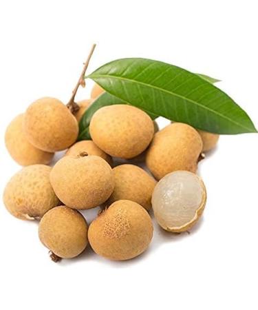 Herbal Cure -Thailand Longan Dried Dimocarpus longan 1lb - Natural Vegan Sifted Clean Fresh - Buy Online on GoSupps.com