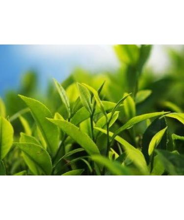 |Akbar || Gold Range || Ceylon Black Tea || FREE Tea Strainer || 100% Single Origin || Ultra-Premium Loose leaf Tea || Designer Tin caddy || 225g / 8oz. Round Tin (Pack of 1)| - Buy Online on GoSupps.com