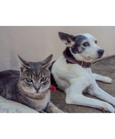 Buy Cat Urinary Tract Care - Total Health Complex for Dogs & Cats | Premium Hair Skin Mouth & Urinary Care - Senior Cat Treats - 2 Bottles (120 Tablets - Buy Online on GoSupps.com