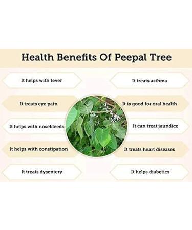 AOZA Neotea Arasa Ilai Peepal Leaves Ficus Religiosa Leaf Powder 300 gm - Buy Online on GoSupps.com