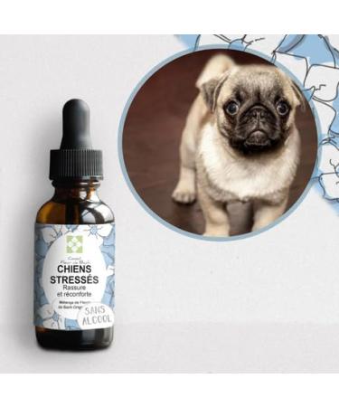 Bach® Flower Advice - Bach Flower Mix "Stressed Dog" "ALCOHOL-FREE", Quickly comfort your dog. This is a natural anti-stress for his daily life - Fl 30 ml