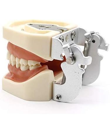 Samnuerly Dental Removable Adult Teeth Model | Dentist Standard Teaching Material & Oral Gum Practice Model - Buy Online on GoSupps.com