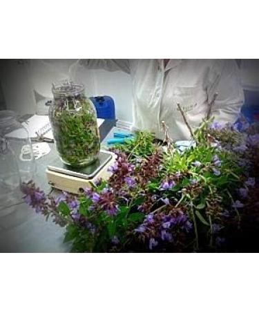 Cosmetics Giura 1400EUR 100 ml gross reduction cream anticellulite center reducing agent Contents 200 ml - Buy Online on GoSupps.com