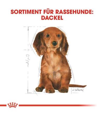 Royal Canin Dog Food Dachshund Puppy Dry Mix 1.5kg - Buy Online on GoSupps.com