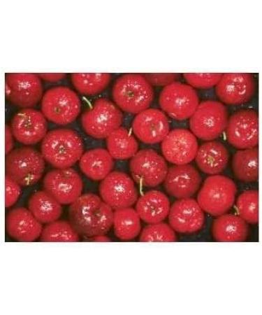 Acerola POWDER 1kg Malphighia punicifolia - Buy Online on GoSupps.com