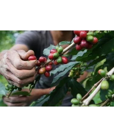 VIA CREMA 250 gr Coffee Beans Dark Chocolate Bag Coffe Beans Vanilla Hazelnut 250 g (Pack of 1) - Buy Online on GoSupps.com