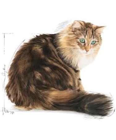 Royal Canin Ageing 12+ Complete Dry Cat Food 4 x 400g - Buy Online on GoSupps.com