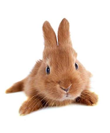 Specxs microfibre cloth - Animal - Rabbit - suitable for all optical surfaces (18x18cm) - washable