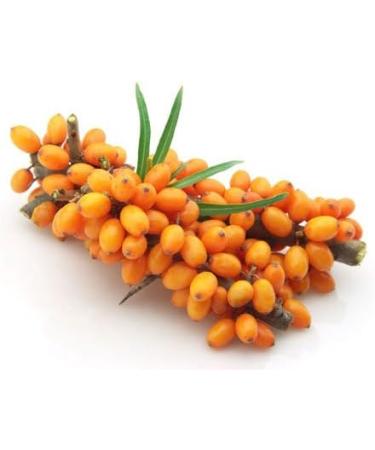 Sea Buckthorn Oil 600mg - Antioxidant Protection Sun Skin Prep & Pigmentation Regulator | 60 Cold-Pressed Capsules - Buy Online on GoSupps.com
