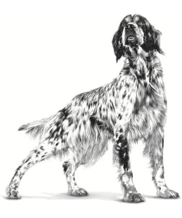 Royal Canin Satiety Weight Management for Dogs | 12 x 200g | High Protein Mousse | Dietary Feed Reducing Overweight | International Shipping - Buy Online on GoSupps.com