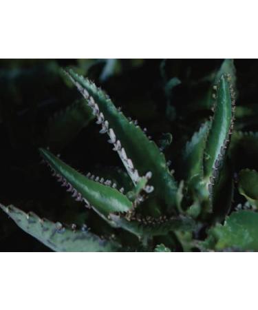 Dr. Hauschka Lip Gold - Unisex Precious Care Balm | 4.9g | International Shipping - Buy Online on GoSupps.com