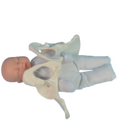 Slrmkk female pelvic birthday - life -size birth demonstration pelvic model - standard birth simulator with models of the baby pool with removable placenta navel cord