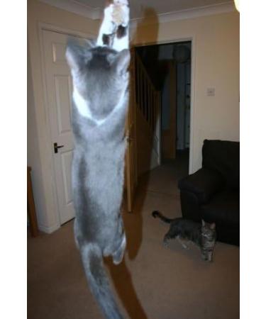 Purrs Mouse attachment- Fits PurrSuit Frenzy & DaBird wand Cat Toys - Buy Online on GoSupps.com