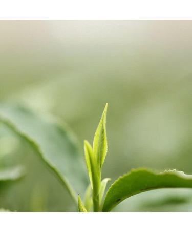 Chinois Yu Qian Xi Hu Longjing Th Long Jing Source Puits du Dragon Th vert 200g - Buy Online on GoSupps.com