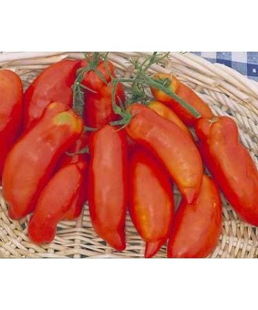 30 semillas de S per de Pasta Italiana - Pasta de tomates
