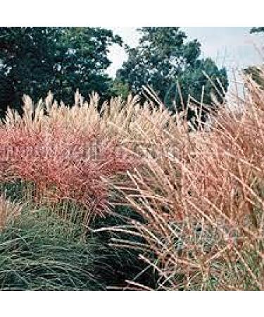 120 pezzi di semi di Fiori di rosa Tea ibrida Double Delight di Colore blu e Marrone