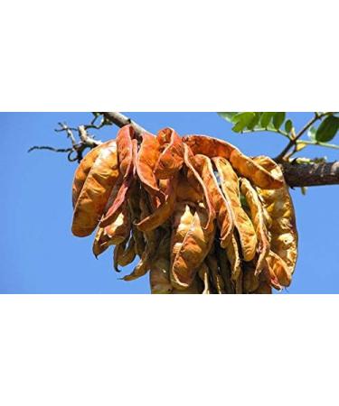 Saporepuro TARE SEED FLOUR - TARE GUM 250g - Ideal for ice cream and sorbets - 100% Pure - Buy Online on GoSupps.com