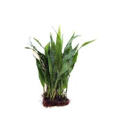 SubstrateSource Java Fern Half Mat Live Aquarium Plant Microsorum pteropus - Buy Online on GoSupps.com