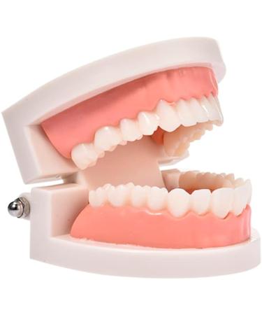 Standard Teeth Model | Tooth Models for Teaching Kids - Important Brushing Teaching Teeth Model Tool and Children Fulenyi - Buy Online on GoSupps.com