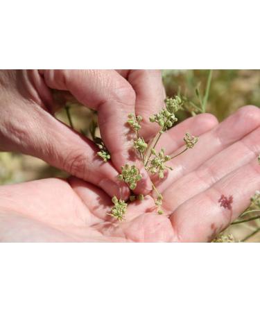  G n rique Anise de Flavigny Authentic anise candies in an oval box 50g Orange blossom | Tradition & Artisanal Pleasure - Buy Online on GoSupps.com