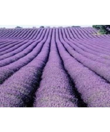 100g (3.5 Ounces) Organic Dried Lavender Flower Buds for Sachets & Fragrance Cooking or Infusions | 100% Raw from France (Provence)