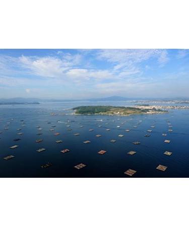 Hoya Santo a Marinated Mussels - Pack of 5 cans of 112g/8-12 pieces (560g/40-60 pieces). Gourmet preserve of medium marinated mussels from Galicia. - Buy Online on GoSupps.com