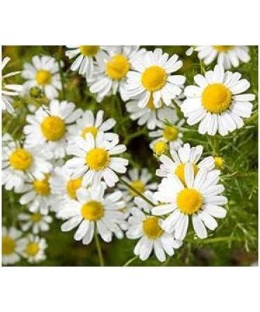 Real Chamomile Flowers 180 Capsules - Natural Stomach & Intestine Adaptogen Soul Cabbage for Relaxation - 100% Chamomilla No Additives International Shipping Available - Buy Online on GoSupps.com