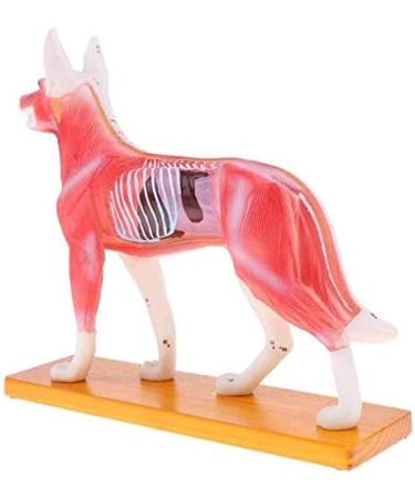 Anatomical Dog Model Acupuncture Anatomy Acupuncture Point Model of The Dog Body Animal with 72 Acupuncture Points - Buy Online on GoSupps.com