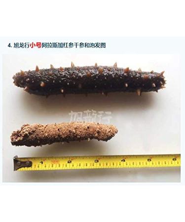 XLSEAFOOD Premium Grade Small Alaska Sea Cucumber - 0.5 lb Pack (16-22 pcs) - Buy Online on GoSupps.com