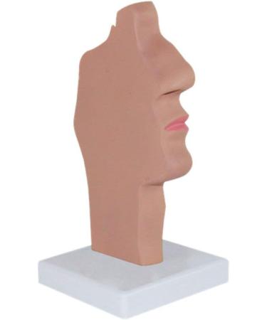 Nasal Pathology Model Human Nasopharyngeal Throat Disease Model Esophagus and Respiratory Tract Demonstration Section - Buy Online on GoSupps.com