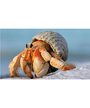 Avalon Cosmetic Packaging Assorted Spiral Seashells 12 Pcs Mixed Medium/Large Size Shells - Perfect for Hermit Crabs - with round opening: 0.5''-1.0'' width. - Buy Online on GoSupps.com