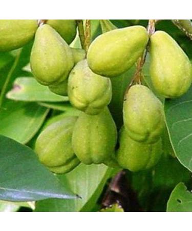 nalAmudhu Kadukkai |Haritaki | Terminalia Chebula Powder | Detoxification & Rejuvenation for Vata (100g/220lbs) - Buy Online on GoSupps.com