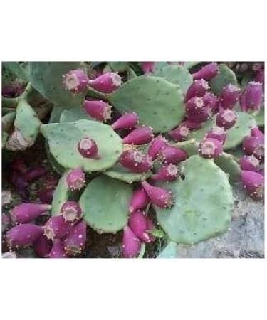  France Herboristerie Nopal (Figuier de Barbarie) 250 g POWDER Opuncia ficus indica - Buy Online on GoSupps.com