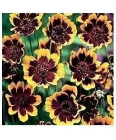 50+ Brunette Cosmidium Chocolate Scented Annual SeedsFlower - Buy Online on GoSupps.com
